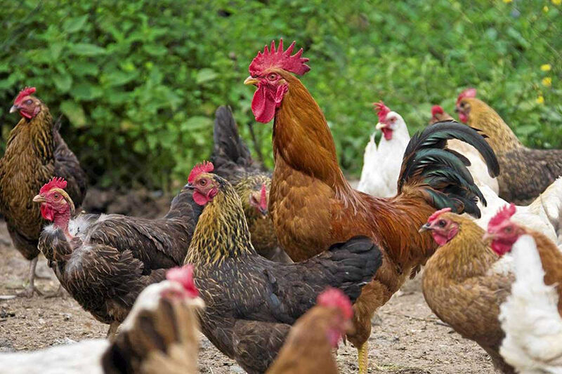 قیمت مرغ تخمگذار محلی - سپید طیور